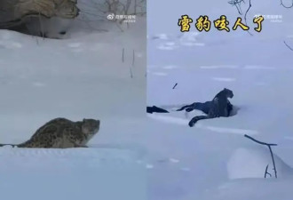 雪豹伤人真相曝光:不是偶遇是送命!航拍图还原...