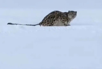 雪豹伤人真相曝光:不是偶遇是送命!航拍图还原...