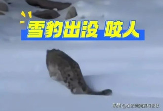 雪豹伤人真相曝光:不是偶遇是送命!航拍图还原...