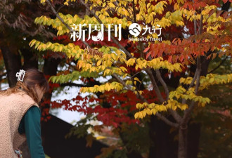 不生孩子的韩国年轻人，花几千元送狗上学