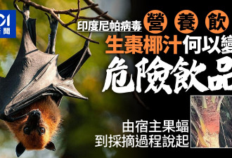 尼帕病毒│果蝠经猪传人 生枣椰汁为何是"危险饮品"？
