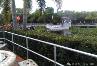 美国见闻 | 惊鸿飞鹭掠过迈阿密沼泽