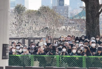 新报现场：日本如何告别最后两只大熊猫？