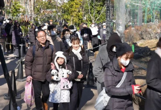 新报现场：日本如何告别最后两只大熊猫？