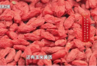 枸杞喝错了易中毒 你喝对了吗？