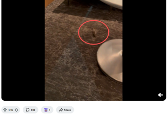 惊爆! 加拿大国际机场"鼠患成灾": 专挑加航休息室闲逛, 觅食!