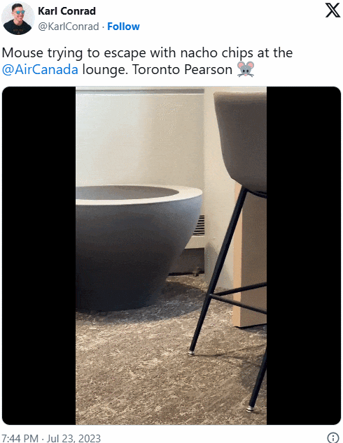 惊爆! 加拿大国际机场"鼠患成灾": 专挑加航休息室闲逛, 觅食!