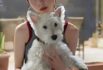 黄磊深夜破防！全英文声明救不了女儿，这次输在哪？