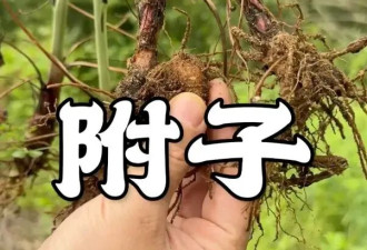 他买中药把自己喝死了