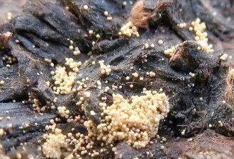 5种茶叶被列入“伤肝名单” 再爱喝也要管住嘴
