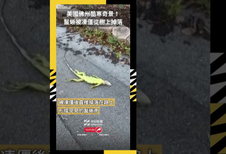 美国佛州酷寒奇景！“鬣蜥雨”遍满地面