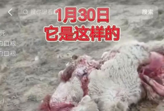内蒙古包头牧民称22头骆驼被狼咬死，最大的有1200多斤