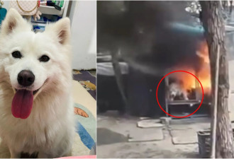 中国屁孩玩火烧死萨摩耶 惨叫3分钟