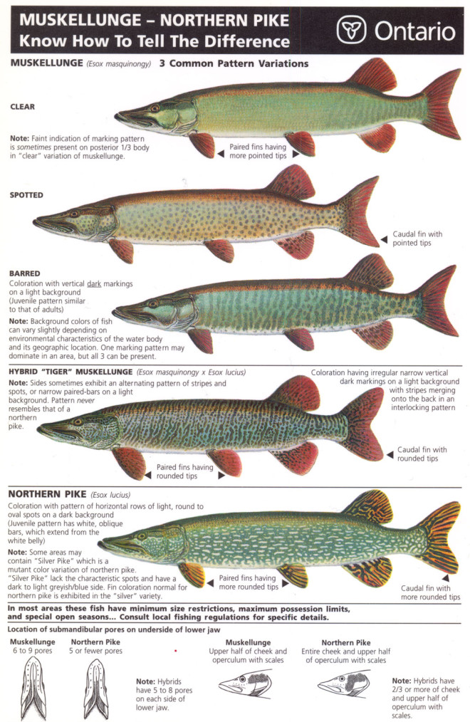 Muskellunge | ontario.ca