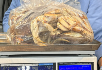 捕捞季节，大肉蟹价格跳水华人排队抢购