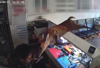 手机店突然闯入赤麂 店主误认是“疯狗”跳上柜台避险