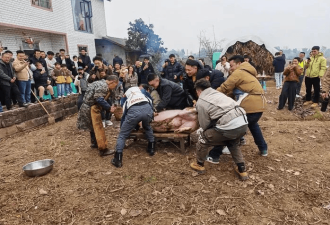 高科技接地气 无人机飞猪 机械狗拉货