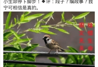 高科技接地气 无人机飞猪 机械狗拉货