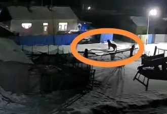 黑龙江的东北虎进村了，村民放鞭炮将其吓走
