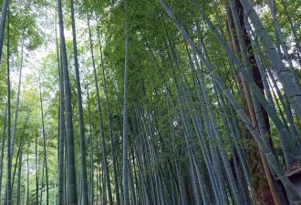 并非中国 这国女游客刻字被抓 反问为什么不行