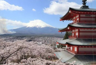 日本富士山城为何取消樱花祭
