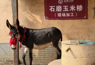 河南“短剧村”村支书：一天最多三个剧组同时拍