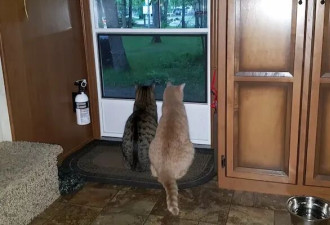 如果邻居的猫总跑你家院儿里刨坑拉屎，你会怎么办？