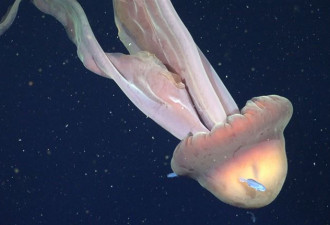 深海惊见巨型幽灵生物 科学家：和公车差不多大