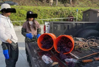 加州女盗捕濒危鲍鱼“藏在裤子里” 面临天价罚款