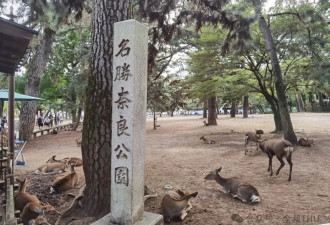 精细的日本|在奈良 与鹿共处的一天