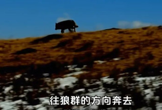 突然翻红，看哭全网，但已离世