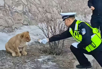 中国高速路边惊现非洲幼狮