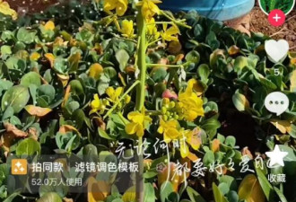一篮青菜竟换来满满一大箱海鲜！女子感慨