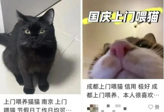 上海一90后男生春节期间上门喂猫赚16万元