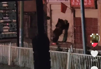 饭店遭两只熊上门“拜年”，店主称刷短视频后才得知