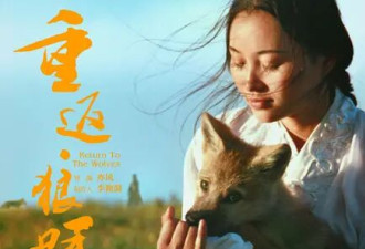 狼王遗孤被收养，放生后珍藏“妈妈”红腰带7年！