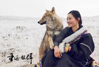 狼王遗孤被收养，放生后珍藏“妈妈”红腰带7年！