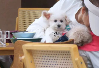 香港推动“宠物友善”餐厅促经济 会陷入两难？