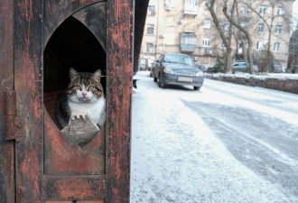 猫咪只有一天记忆？隔日不理人不是忘记喂食者