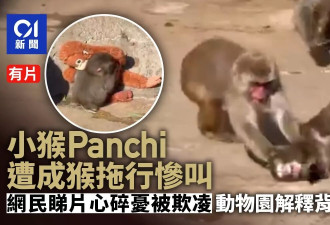 孤独小猴子全球爆红 传遭猴群粗鲁拖行惨叫 动物园声明