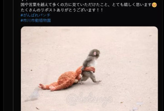 孤独小猴子全球爆红 传遭猴群粗鲁拖行惨叫 动物园声明