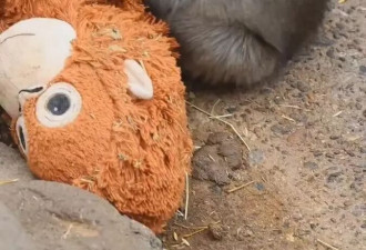 孤独小猴子全球爆红 传遭猴群粗鲁拖行惨叫 动物园声明