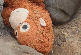 孤独小猴子全球爆红 传遭猴群粗鲁拖行惨叫 动物园声明