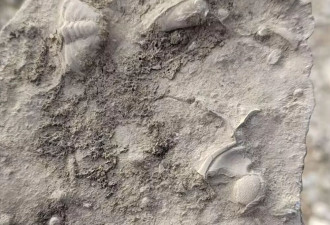 山东泰安一地有人称挖到三叶虫化石引发跟风采挖