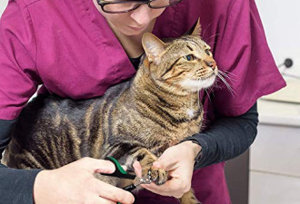 6.3折，猫指甲刀不锈钢猫爪修剪器适用于兔子、豚鼠、鸟类