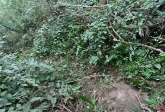 68岁老人离家走失8天：被村民在山林找到 以树叶为食