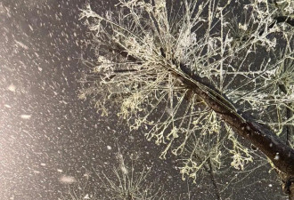 北京下雪了，一波雪景图送给早起的你....