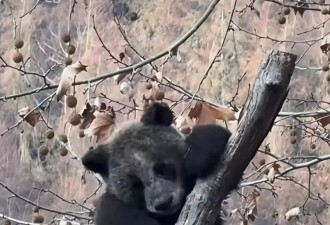 四川卧龙现全网最黑大熊猫，第一眼以为是黑熊