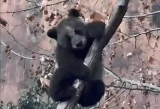 网友关注全网最黑大熊猫，基地：就是脏的