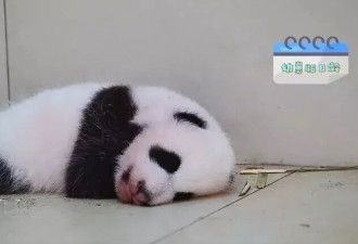 网友关注全网最黑大熊猫，基地：就是脏的